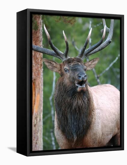 Bull Elk Bugling, Yellowstone National Park, Wyoming, Usa-Gerry Reynolds-Framed Premier Image Canvas