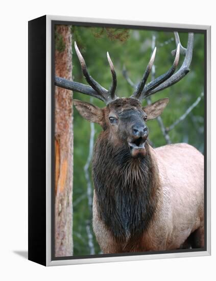 Bull Elk Bugling, Yellowstone National Park, Wyoming, Usa-Gerry Reynolds-Framed Premier Image Canvas