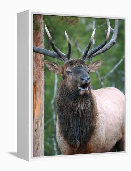 Bull Elk Bugling, Yellowstone National Park, Wyoming, Usa-Gerry Reynolds-Framed Premier Image Canvas