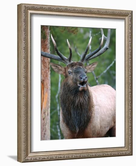 Bull Elk Bugling, Yellowstone National Park, Wyoming, Usa-Gerry Reynolds-Framed Photographic Print