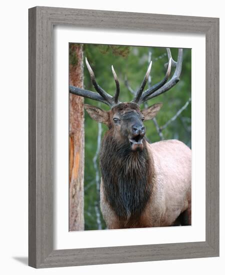 Bull Elk Bugling, Yellowstone National Park, Wyoming, Usa-Gerry Reynolds-Framed Photographic Print