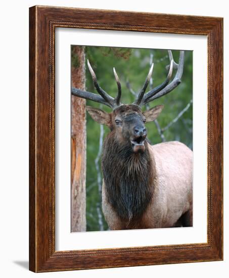 Bull Elk Bugling, Yellowstone National Park, Wyoming, Usa-Gerry Reynolds-Framed Photographic Print