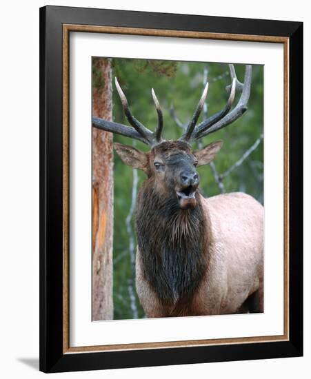 Bull Elk Bugling, Yellowstone National Park, Wyoming, Usa-Gerry Reynolds-Framed Photographic Print