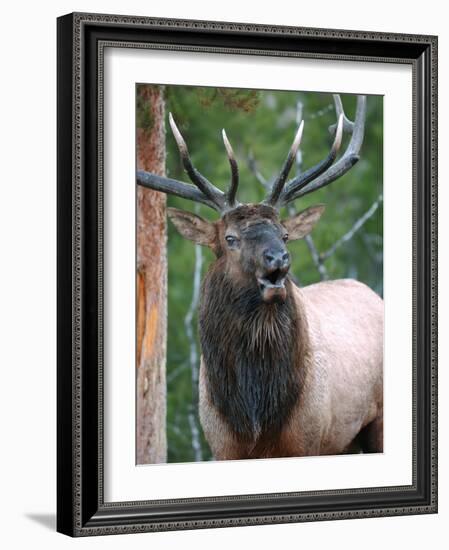 Bull Elk Bugling, Yellowstone National Park, Wyoming, Usa-Gerry Reynolds-Framed Photographic Print