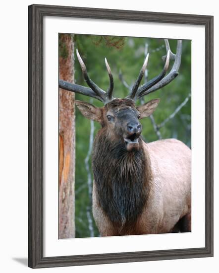 Bull Elk Bugling, Yellowstone National Park, Wyoming, Usa-Gerry Reynolds-Framed Photographic Print