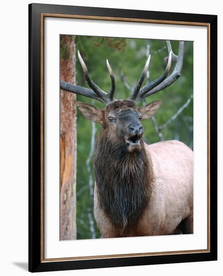 Bull Elk Bugling, Yellowstone National Park, Wyoming, Usa-Gerry Reynolds-Framed Photographic Print