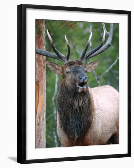 Bull Elk Bugling, Yellowstone National Park, Wyoming, Usa-Gerry Reynolds-Framed Photographic Print