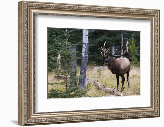 Bull Elk Bugling-Ken Archer-Framed Photographic Print