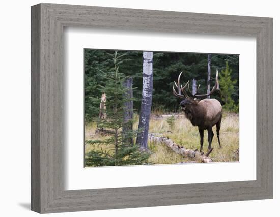 Bull Elk Bugling-Ken Archer-Framed Photographic Print