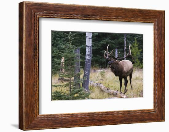 Bull Elk Bugling-Ken Archer-Framed Photographic Print