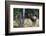 Bull Elk Bugling-Ken Archer-Framed Photographic Print