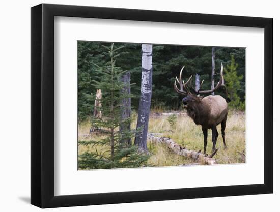 Bull Elk Bugling-Ken Archer-Framed Photographic Print