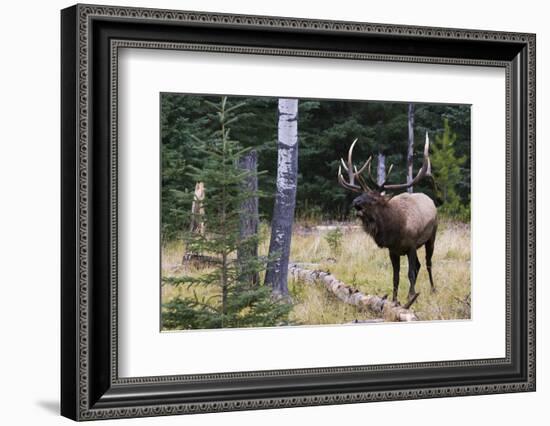 Bull Elk Bugling-Ken Archer-Framed Photographic Print