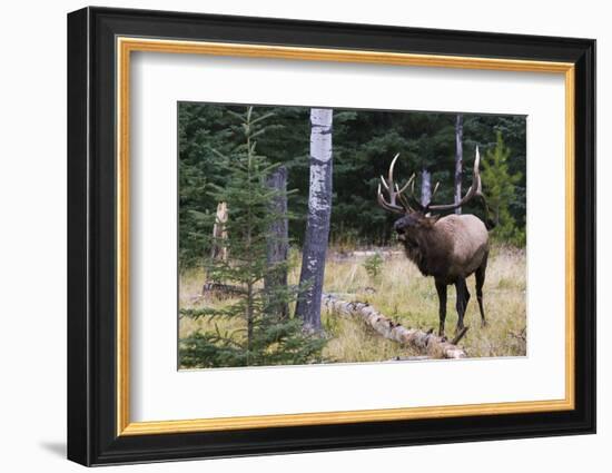 Bull Elk Bugling-Ken Archer-Framed Photographic Print