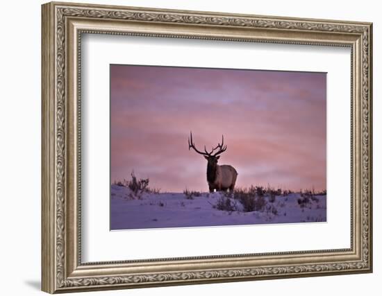 Bull Elk (Cervus Canadensis) at Sunset in the Winter-James Hager-Framed Photographic Print