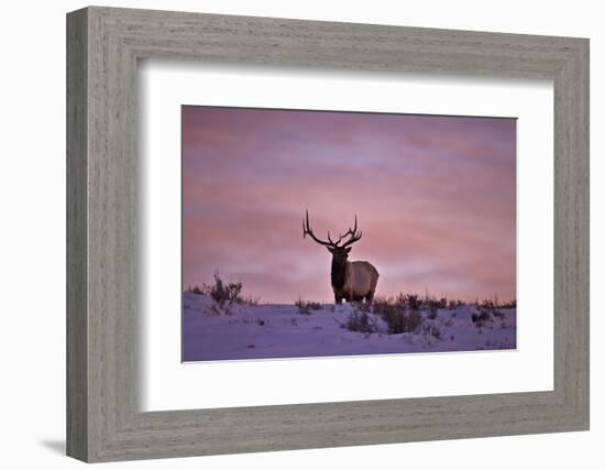 Bull Elk (Cervus Canadensis) at Sunset in the Winter-James Hager-Framed Photographic Print