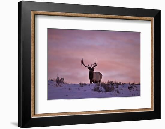 Bull Elk (Cervus Canadensis) at Sunset in the Winter-James Hager-Framed Photographic Print