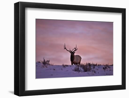 Bull Elk (Cervus Canadensis) at Sunset in the Winter-James Hager-Framed Photographic Print