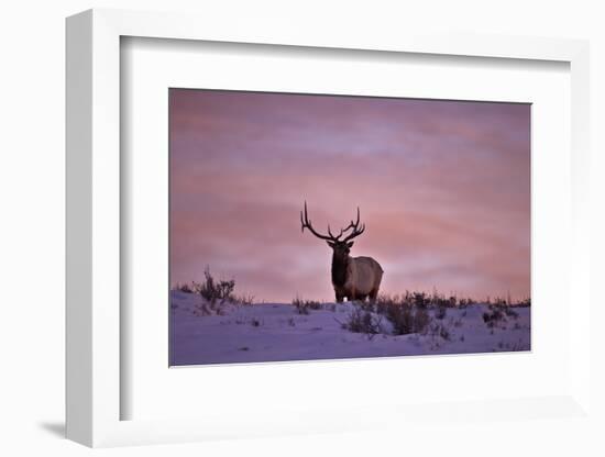 Bull Elk (Cervus Canadensis) at Sunset in the Winter-James Hager-Framed Photographic Print