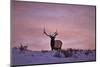 Bull Elk (Cervus Canadensis) at Sunset in the Winter-James Hager-Mounted Photographic Print