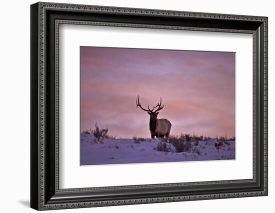 Bull Elk (Cervus Canadensis) at Sunset in the Winter-James Hager-Framed Photographic Print