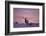 Bull Elk (Cervus Canadensis) at Sunset in the Winter-James Hager-Framed Photographic Print