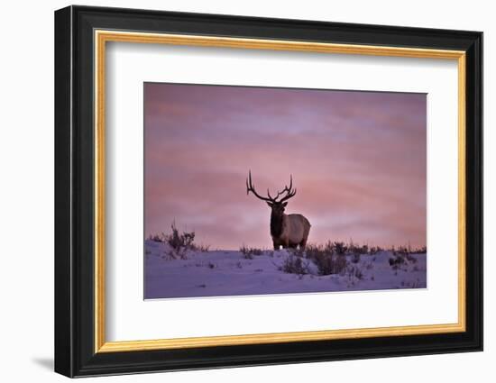 Bull Elk (Cervus Canadensis) at Sunset in the Winter-James Hager-Framed Photographic Print