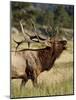 Bull Elk (Cervus Canadensis) Bugling, Rocky Mountain National Park, Colorado, Usa-James Hager-Mounted Photographic Print