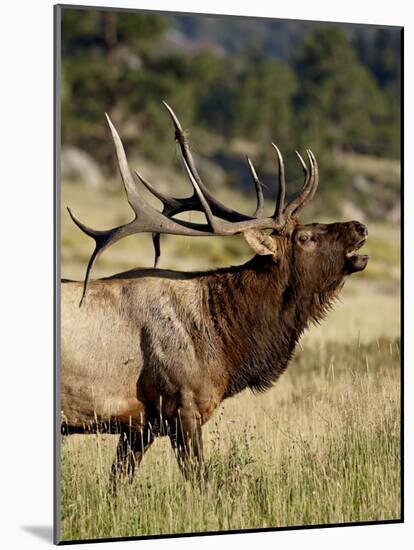 Bull Elk (Cervus Canadensis) Bugling, Rocky Mountain National Park, Colorado, Usa-James Hager-Mounted Photographic Print