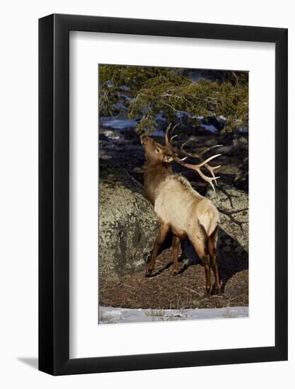 Bull Elk (Cervus Canadensis) Eating Pine Needles-James Hager-Framed Photographic Print