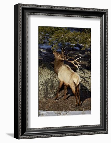 Bull Elk (Cervus Canadensis) Eating Pine Needles-James Hager-Framed Photographic Print