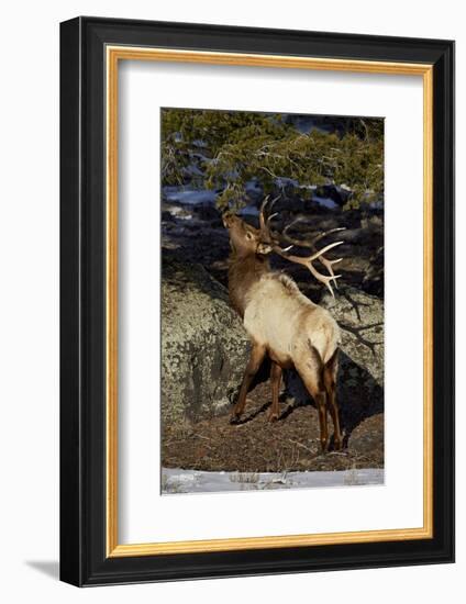 Bull Elk (Cervus Canadensis) Eating Pine Needles-James Hager-Framed Photographic Print