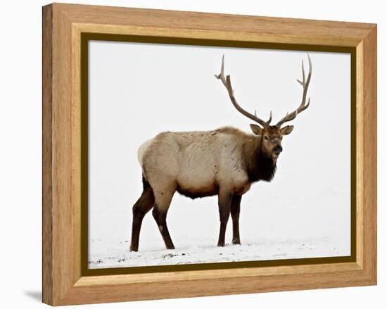 Bull Elk (Cervus Canadensis) in Snow, Yellowstone National Park, Wyoming-null-Framed Premier Image Canvas