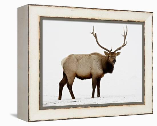 Bull Elk (Cervus Canadensis) in Snow, Yellowstone National Park, Wyoming-null-Framed Premier Image Canvas