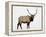 Bull Elk (Cervus Canadensis) in Snow, Yellowstone National Park, Wyoming-null-Framed Premier Image Canvas