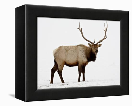 Bull Elk (Cervus Canadensis) in Snow, Yellowstone National Park, Wyoming-null-Framed Premier Image Canvas