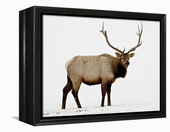 Bull Elk (Cervus Canadensis) in Snow, Yellowstone National Park, Wyoming-null-Framed Premier Image Canvas