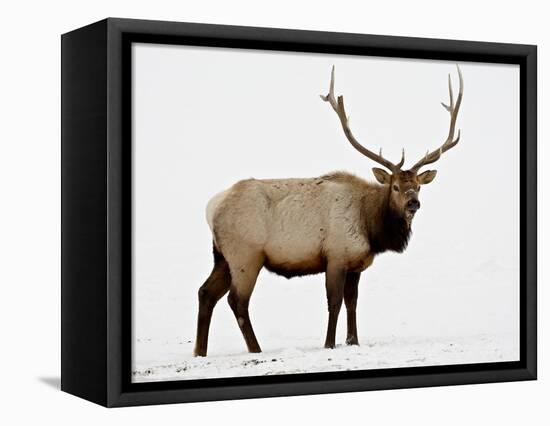 Bull Elk (Cervus Canadensis) in Snow, Yellowstone National Park, Wyoming-null-Framed Premier Image Canvas