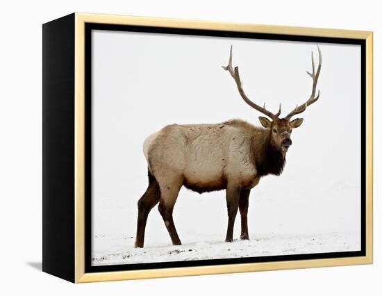 Bull Elk (Cervus Canadensis) in Snow, Yellowstone National Park, Wyoming-null-Framed Premier Image Canvas