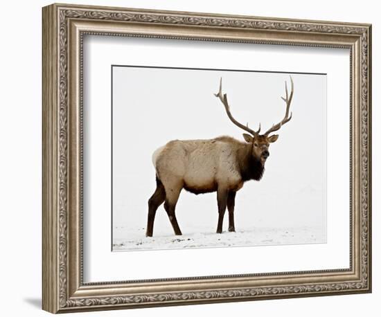 Bull Elk (Cervus Canadensis) in Snow, Yellowstone National Park, Wyoming-null-Framed Photographic Print