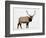 Bull Elk (Cervus Canadensis) in Snow, Yellowstone National Park, Wyoming-null-Framed Photographic Print