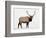 Bull Elk (Cervus Canadensis) in Snow, Yellowstone National Park, Wyoming-null-Framed Photographic Print