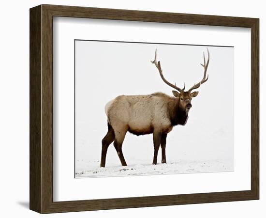 Bull Elk (Cervus Canadensis) in Snow, Yellowstone National Park, Wyoming-null-Framed Photographic Print