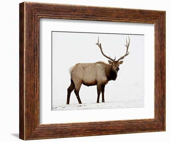 Bull Elk (Cervus Canadensis) in Snow, Yellowstone National Park, Wyoming-null-Framed Photographic Print