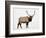 Bull Elk (Cervus Canadensis) in Snow, Yellowstone National Park, Wyoming-null-Framed Photographic Print