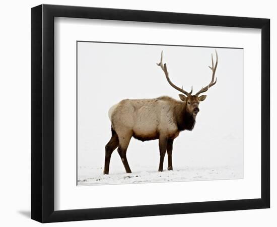 Bull Elk (Cervus Canadensis) in Snow, Yellowstone National Park, Wyoming-null-Framed Photographic Print