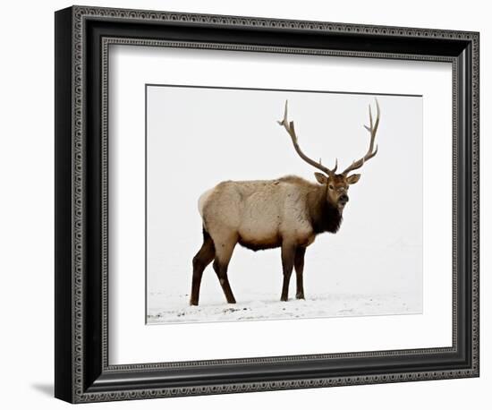 Bull Elk (Cervus Canadensis) in Snow, Yellowstone National Park, Wyoming-null-Framed Photographic Print