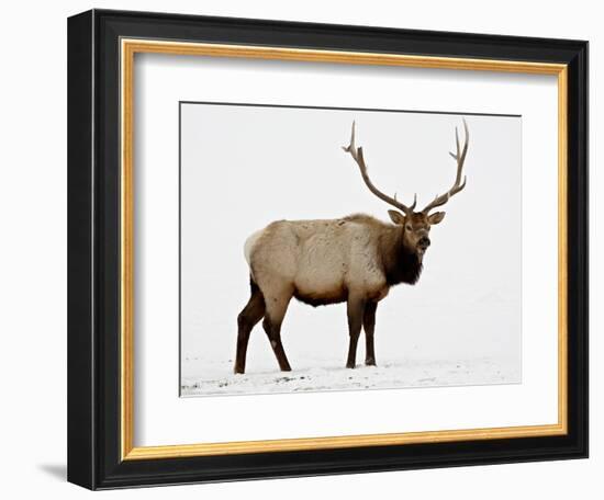 Bull Elk (Cervus Canadensis) in Snow, Yellowstone National Park, Wyoming-null-Framed Photographic Print