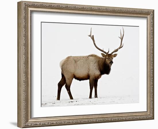 Bull Elk (Cervus Canadensis) in Snow, Yellowstone National Park, Wyoming-null-Framed Photographic Print