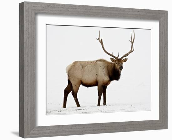 Bull Elk (Cervus Canadensis) in Snow, Yellowstone National Park, Wyoming-null-Framed Photographic Print